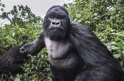 Is This a Drunk Gorilla Punching a Photographer? | Snopes.com