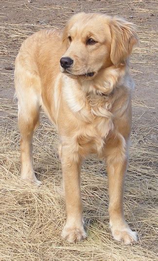 Golden Retriever Dog: Miniature Golden Retriever