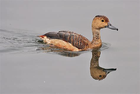 Dendrocygna javanica - Wikispecies