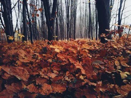 autumn tumblr: Yandex Görsel'de 1 bin görsel bulundu