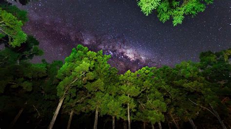 Forest Night Sky Wallpapers - Top Free Forest Night Sky Backgrounds ...