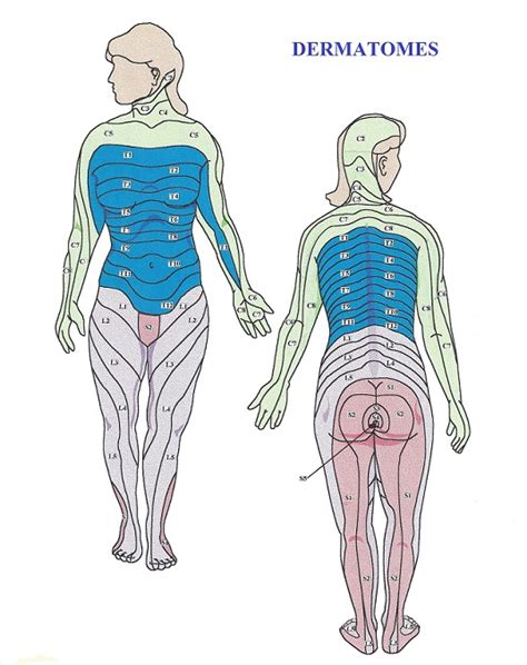 Dermatome Map Female | Dermatome Map