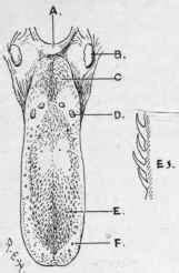 General Structure Of The Cat. Part 2