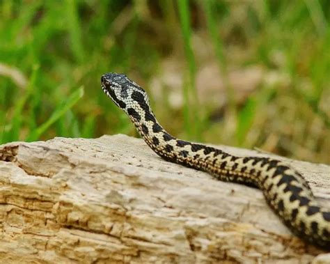 Common European Adder - Facts, Diet, Habitat & Pictures on Animalia.bio