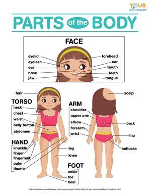 Parts of the Body for Kids: Names & Basic Functions | YourDictionary