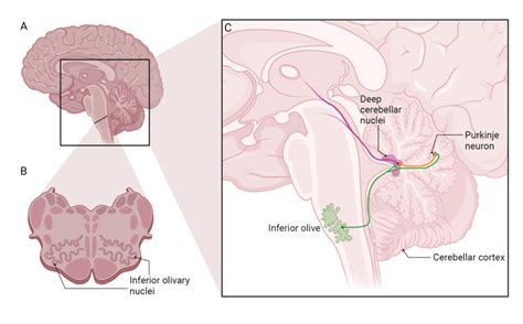 Snapshot: What is the Inferior Olive? - National Ataxia Foundation