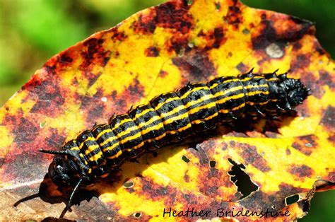 Black and Yellow Caterpillar