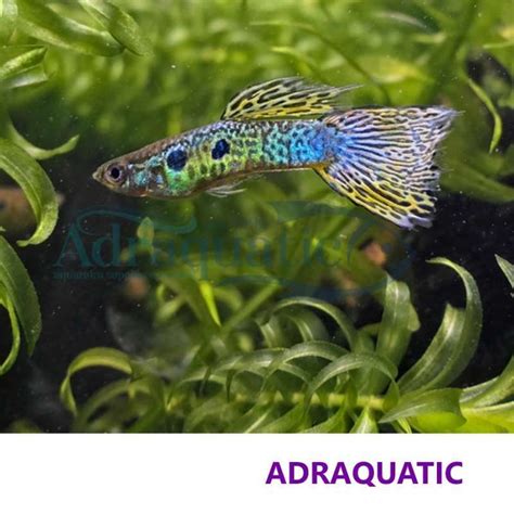 Jual IKAN HIAS GUPPY COBRA AIR TAWAR di Seller ADRAQUATIC Official ...