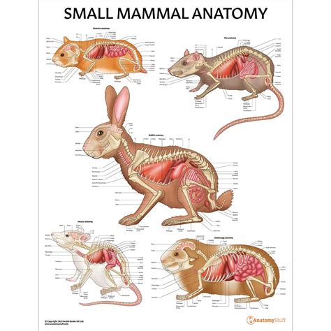 Rabbit Foot Anatomy