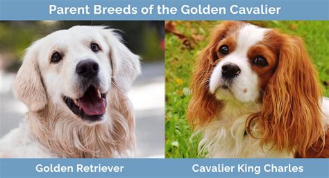 Golden Cavalier (Golden Retriever & Cavalier King Charles Mix): Info, Pictures & Traits | Hepper