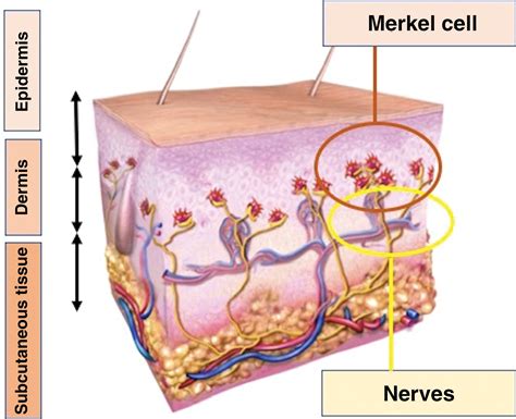 Merkel Cell Diagram