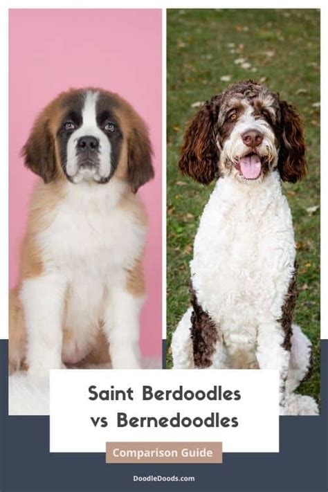 Saint Berdoodle vs Bernedoodle: Comparing Temperament, Size, & Maintenance