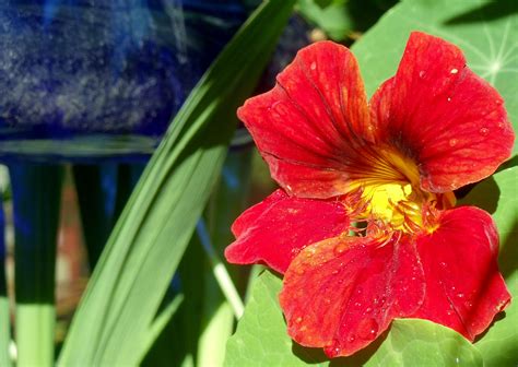 nasturtium and blue bottle | Nasturtium, Blue bottle, Plants