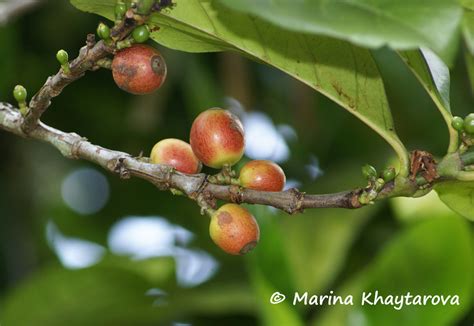 Trees of Tropical Asia - Coffea liberica