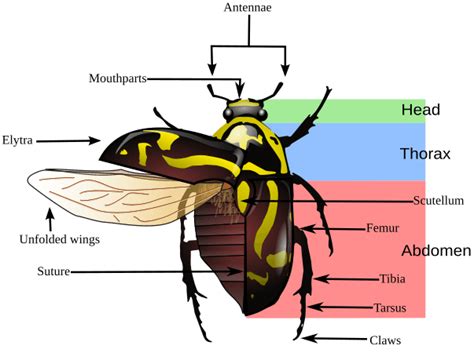 Image: Fiddler beetle morphology diagram