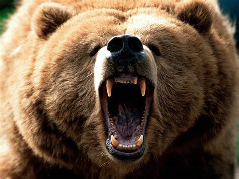 Grizzly Bear Backgrounds - Wallpaper Cave