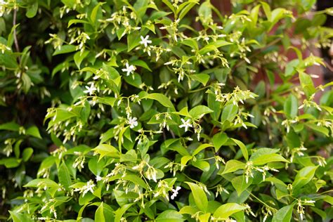 Star Jasmine: Plant Care & Growing Guide