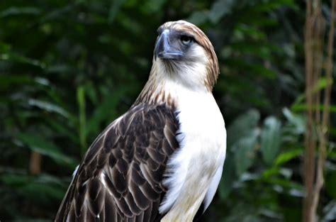 Saving Philippine Eagle Species at Bird Parks in Singapore & US — Gaia ...