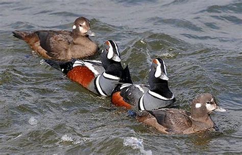 Avian Flu in Lower 48 Prompts Reminder for Alaska Subsistence Waterfowl ...