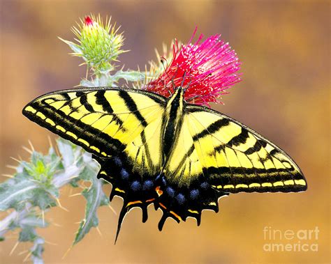 Western Tiger Swallowtail - II Photograph by Douglas Taylor - Fine Art America