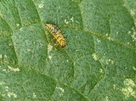 How To Get Rid Of Squash Lady Beetles - Cooped Up Life