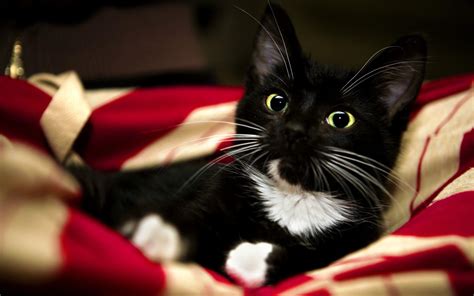 Tuxedo Cats Wallpapers - Top Free Tuxedo Cats Backgrounds - WallpaperAccess