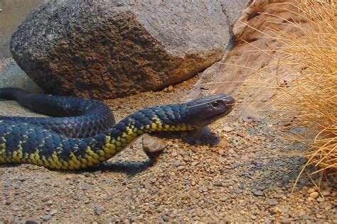 Reptile Pet: 10 of The Most Dangerous and Venomous Snakes These are the most extreme snakes on ...