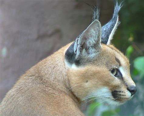 Caracal Facts - Animal Facts Encyclopedia