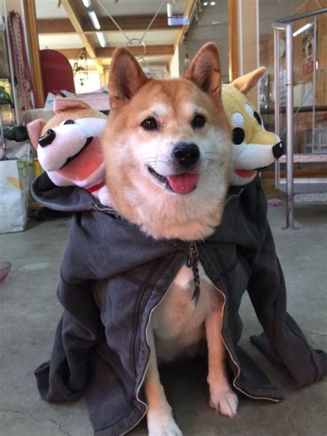 Cute Overload | Dog costumes, Shiba inu, Cute animals