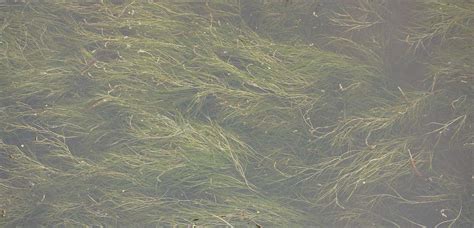 Sago Pondweed (Stuckenia pectinata) | Lake and Wetland Ecosystems