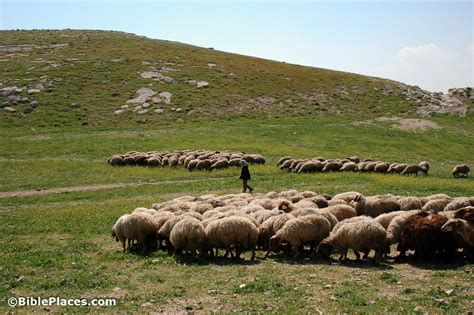 Sheep and Shepherds (BiblePlaces.com)