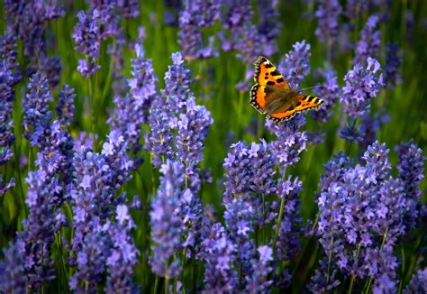 Lavender Butterfly Wallpapers - Top Free Lavender Butterfly Backgrounds ...