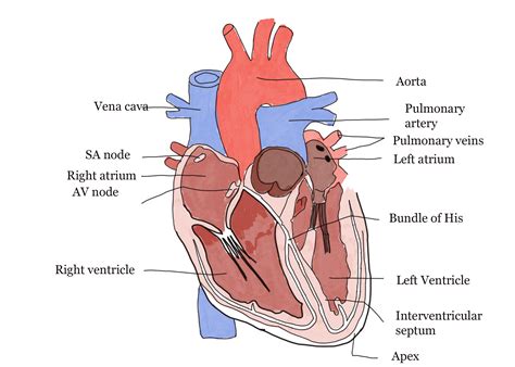 Human Circulatory System | GCSE Biology Revision Notes