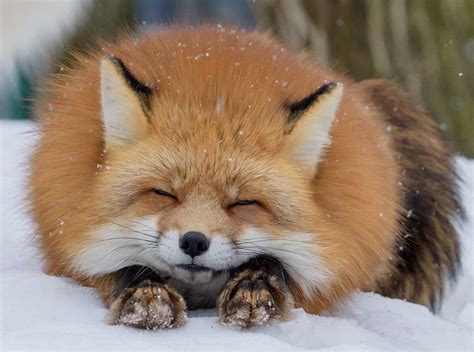 Fox on | Cuccioli di volpe, Animali e Animali simpatici