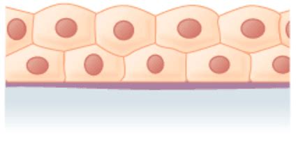 Jaringan Epitel: Pengertian - Fungsi dan Jenisnya - HaloEdukasi.com