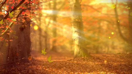 Church Media | Life Scribe Media | Fall Forest | Autumn Leaves | Worship Backgrounds | Motio ...