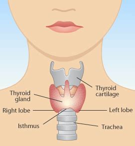 Thyroid Lumps | The Ear Nose Throat Head & Neck Centre | The Ear Nose ...