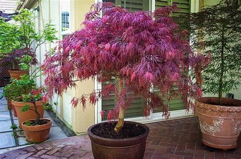 Japanese Maple Tree Care Australia - bmp-hoser