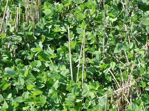 Medium Red Clover as a cover crop | Plant Cover Crops