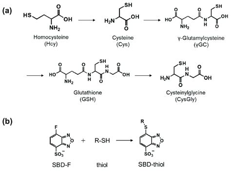 (a) Metabolic pathway of thiols and (b) derivatization reaction of ...