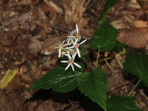 Maryland Biodiversity Project - White Wood Aster (Eurybia divaricata)