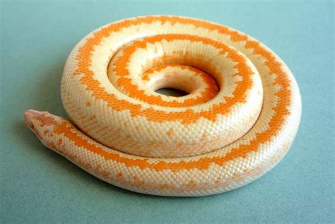 ROSY BOA MORPHS | Rosy Boa Morphs