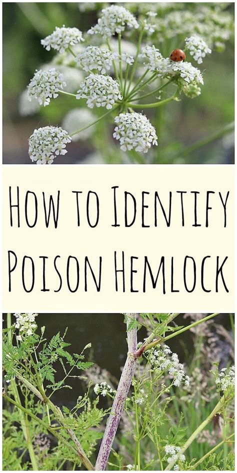 Poison Hemlock: How to Identify and Potential Look-alikes | Edible wild ...