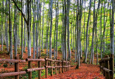 The most beautiful forest in Japan? Bijinbayashi woods are stunning in ...