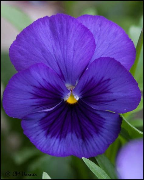 purple pansy | Pansies flowers, Beautiful flowers, Pansies