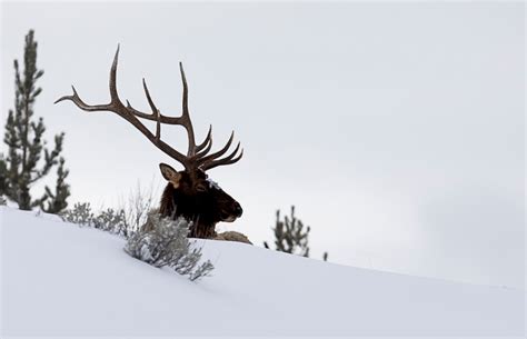 Bull Elk silhouette | Roads End Naturalist