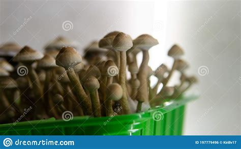 Cultivation of Psychedelic Mushrooms, Recreational Use of Magic Mushrooms Stock Photo - Image of ...