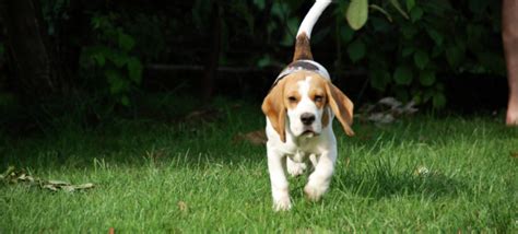 Beagle Training Suggestions: 6 Article And 3 Videos (Great Information!)