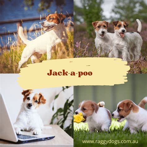 Jack-A-Poo: Complete Guide to the Jack Russell Terrier Poodle Mix Breed - Raggy Dogs Blog