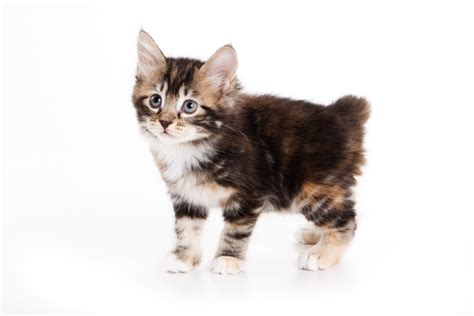 Japanese Bobtail Cat Breed Information, Traits, Characteristics & Photos